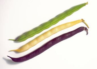 Green, yellow and violet bean pods