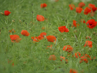 Mohn im Rapsfeld