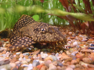 glance from aquarium