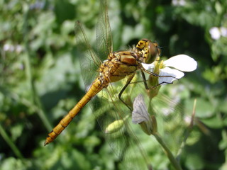 dragonfly
