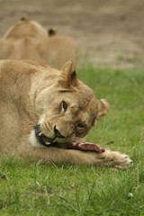 lion eating meat