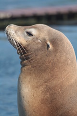 Fototapeta premium head of a sea-lion