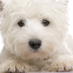 West Highland White Terrier (8 months)