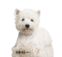 West Highland White Terrier (8 months)