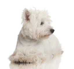 West Highland White Terrier (8 months)