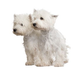 West Highland White Terrier