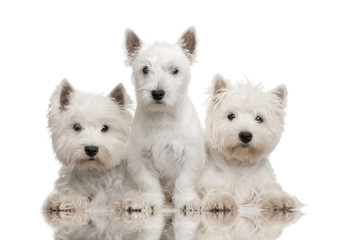 West Highland White Terrier