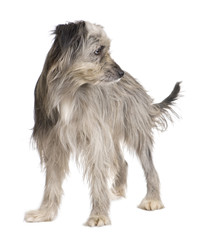 Pyrenean Shepherd (1 year)