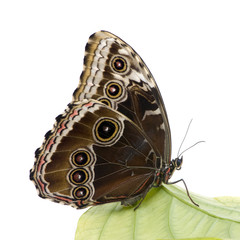 Morpho peleides butterfly