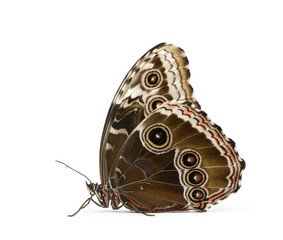 Fototapeta premium Morpho peleides butterfly