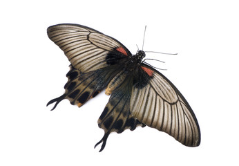 Papilio lowii butterfly