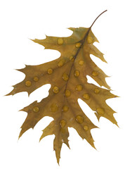 Fototapeta premium wet leaf