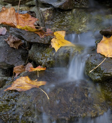 autumn cascade