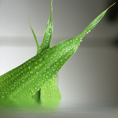 Obraz premium lucky bamboo