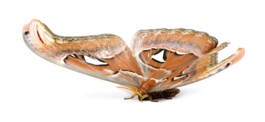 Attacus atlas moth
