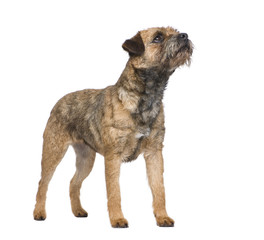 Border terrier