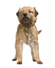 Border terrier