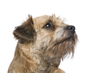 Border terrier