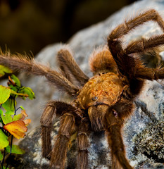 Texas Brown Tarantula