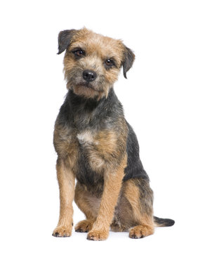 Border Terrier