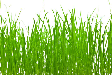 Green grass background