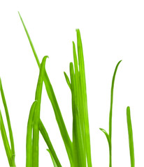 Green grass close-up