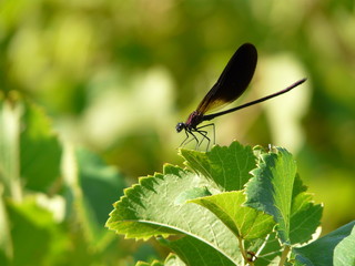Caloptéryx méditerranéen, mâle (Calopteryx haemorrhoidalis) © Thomas Launois