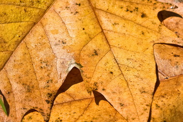 Autumn leaves fallen on the ground natural background