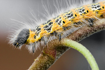 Caterpillar