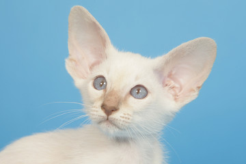 magnifique regard de chaton siamois sur fond bleu,détourable