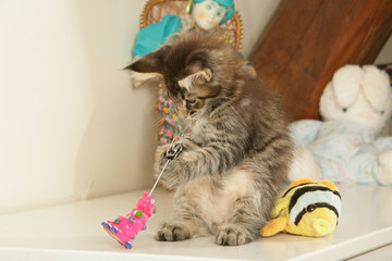 adorable chaton maine coon s'amusant avec son jouet