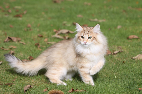 chat des for&ecirc;ts norv&eacute;giennes dans la nature en automne