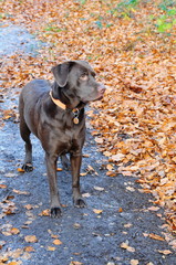 chocolate labrador