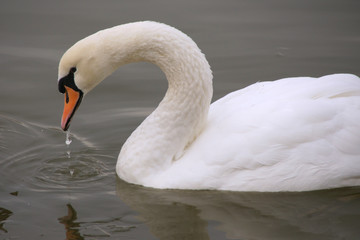 Swan with Water