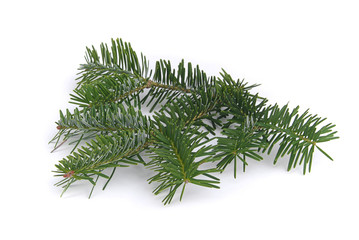 Tannenzweig - fir branch 03