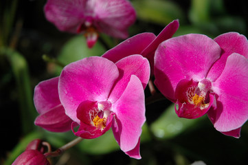 Obraz premium orchid