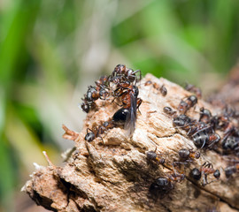 Ant hill