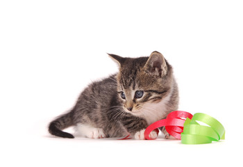 Fototapeta na wymiar Kitten playing with ribbons.