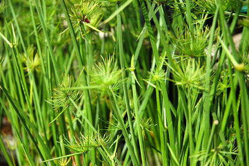 Obraz premium flower