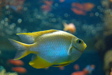 poisson tropical