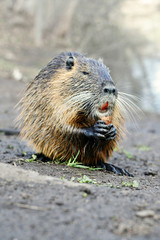 Nutria