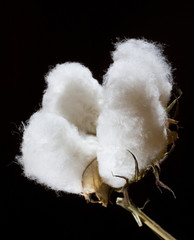 cotton crop