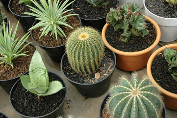 cactus