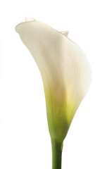 Calla lilly