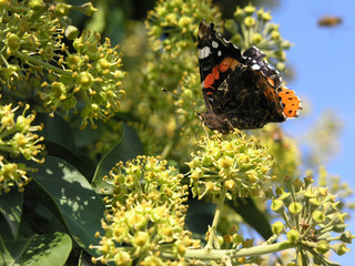 Butterfly on the flower2