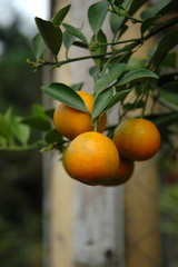 orange tree