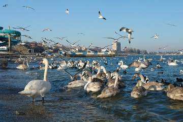 Flight of swans