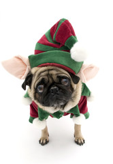 Isolated Elf Pug