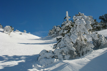 fur-tree in snow