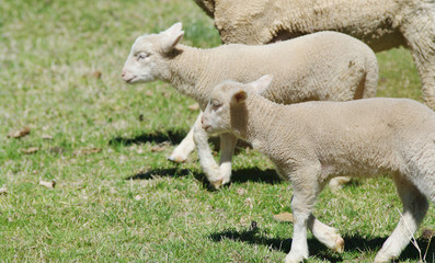 Obraz na płótnie Canvas young lambs on the farm